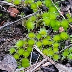 Bryaceae (family) at Stromlo, ACT - 2 Jul 2022 04:56 PM