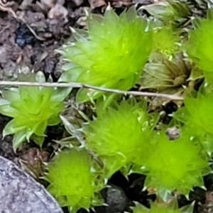 Bryaceae (family) at Stromlo, ACT - 2 Jul 2022