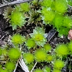 Bryaceae (family) at Stromlo, ACT - 2 Jul 2022 04:56 PM