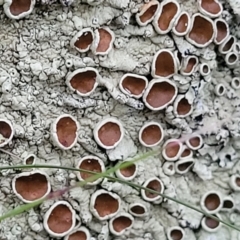 Parmeliaceae (family) (A lichen family) at Stromlo, ACT - 2 Jul 2022 by trevorpreston