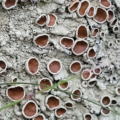 Parmeliaceae (family) (A lichen family) at Block 402 - 2 Jul 2022 by trevorpreston