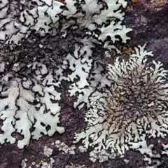 Lichen - foliose at Stromlo, ACT - 2 Jul 2022 by trevorpreston