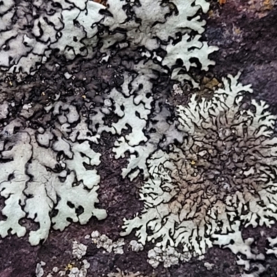 Lichen - foliose at Block 402 - 2 Jul 2022 by trevorpreston