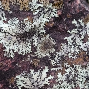 Lichen - foliose at Stromlo, ACT - 2 Jul 2022