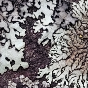 Lichen - foliose at Stromlo, ACT - 2 Jul 2022