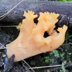 Ramaria sp. (A Coral fungus) at Piney Ridge - 2 Jul 2022 by trevorpreston