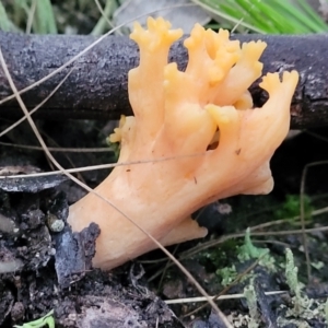 Ramaria sp. at Stromlo, ACT - 2 Jul 2022