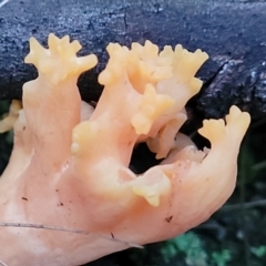 Ramaria sp. at Stromlo, ACT - 2 Jul 2022