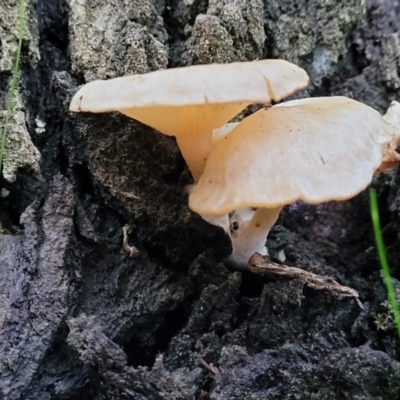 Unidentified Cap on a stem; gills below cap [mushrooms or mushroom-like] at Stromlo, ACT - 2 Jul 2022 by trevorpreston