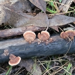 Xylobolus illudens at Stromlo, ACT - 2 Jul 2022 04:43 PM