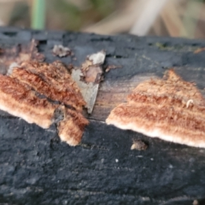 Xylobolus illudens at Stromlo, ACT - 2 Jul 2022