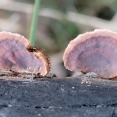 Xylobolus illudens at Stromlo, ACT - 2 Jul 2022 04:43 PM