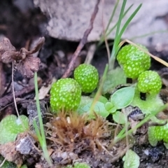 Asterella drummondii (A thallose liverwort) at Piney Ridge - 2 Jul 2022 by trevorpreston