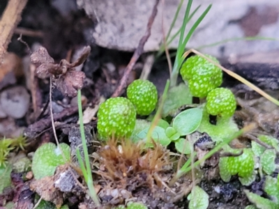 Asterella drummondii (A thallose liverwort) at Stromlo, ACT - 2 Jul 2022 by trevorpreston