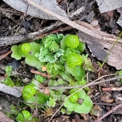 Asterella drummondii at Stromlo, ACT - 2 Jul 2022