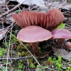 Unidentified Cap on a stem; gills below cap [mushrooms or mushroom-like] (TBC) at Stromlo, ACT - 2 Jul 2022 by trevorpreston