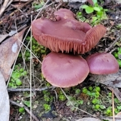 zz agaric (stem; gills not white/cream) at Bluetts Block (402, 403, 12, 11) - 2 Jul 2022