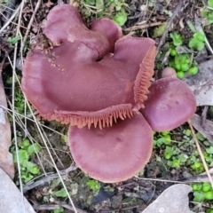 zz agaric (stem; gills not white/cream) at Bluetts Block (402, 403, 12, 11) - 2 Jul 2022 04:39 PM