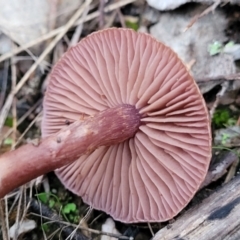 zz agaric (stem; gills not white/cream) at Bluetts Block (402, 403, 12, 11) - 2 Jul 2022 04:39 PM