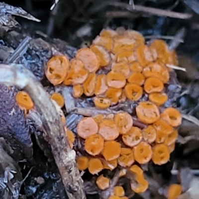 Pyronemataceae (A cup fungus familiy) at Stromlo, ACT - 2 Jul 2022 by trevorpreston