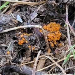 Pyronemataceae at Stromlo, ACT - 2 Jul 2022