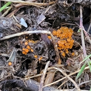 Pyronemataceae at Stromlo, ACT - 2 Jul 2022