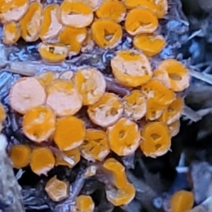 Pyronemataceae at Stromlo, ACT - 2 Jul 2022