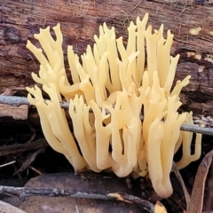 Ramaria sp. (genus) (A Coral fungus) at Stromlo, ACT - 2 Jul 2022 by trevorpreston