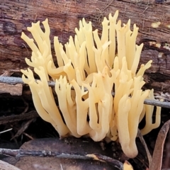 Ramaria sp. (A Coral fungus) at Stromlo, ACT - 2 Jul 2022 by trevorpreston