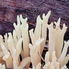 Ramaria sp. at Stromlo, ACT - 2 Jul 2022