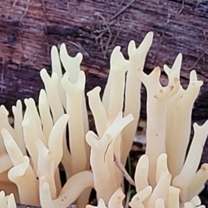 Ramaria sp. at Stromlo, ACT - 2 Jul 2022 04:36 PM