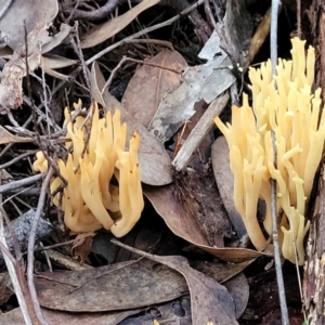 Ramaria sp. at Stromlo, ACT - 2 Jul 2022