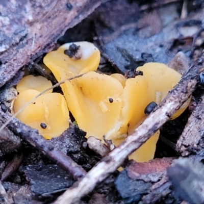 Phaeohelotium (Discinella terrestris aggregate) at Block 402 - 2 Jul 2022 by trevorpreston