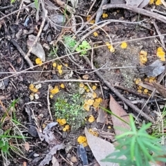 Phaeohelotium (Discinella terrestris aggregate) at Stromlo, ACT - 2 Jul 2022