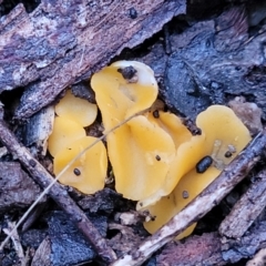 Phaeohelotium (Discinella terrestris aggregate) at Stromlo, ACT - 2 Jul 2022