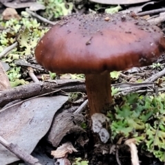 Cortinarius sp. (Cortinarius) at Stromlo, ACT - 2 Jul 2022 by trevorpreston