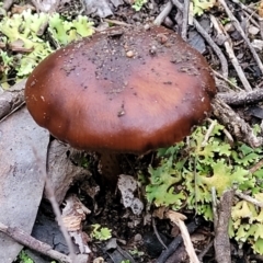 Cortinarius sp. at Stromlo, ACT - 2 Jul 2022