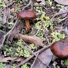 Cortinarius sp. at Stromlo, ACT - 2 Jul 2022 04:33 PM