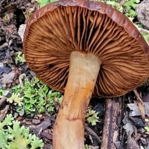 Cortinarius sp. at Stromlo, ACT - 2 Jul 2022