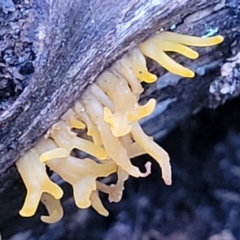 Calocera sp. (A stagshorn fungus) at Piney Ridge - 2 Jul 2022 by trevorpreston
