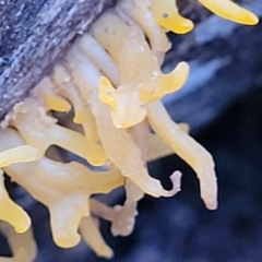 Calocera sp. at Stromlo, ACT - 2 Jul 2022