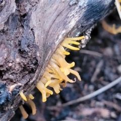 Calocera sp. at Stromlo, ACT - 2 Jul 2022