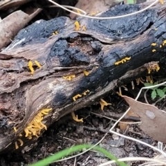 Calocera sp. at Stromlo, ACT - 2 Jul 2022 04:31 PM