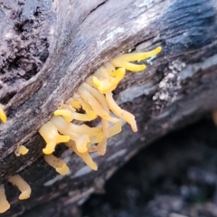 Calocera sp. at Stromlo, ACT - 2 Jul 2022