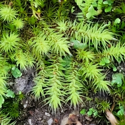 Triquetrella (A trailing moss) at Piney Ridge - 2 Jul 2022 by trevorpreston