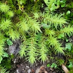 Triquetrella (A trailing moss) at Bluetts Block Area - 2 Jul 2022 by trevorpreston