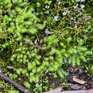 Triquetrella at Stromlo, ACT - 2 Jul 2022