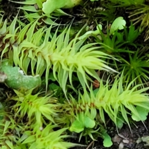 Triquetrella at Stromlo, ACT - 2 Jul 2022