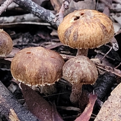 zz agaric (stem; gills not white/cream) at Block 402 - 2 Jul 2022 by trevorpreston