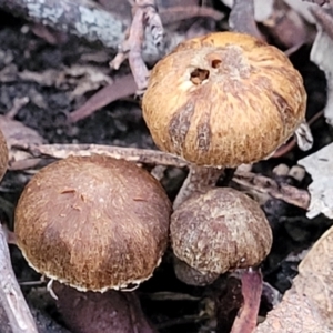 zz agaric (stem; gills not white/cream) at Stromlo, ACT - 2 Jul 2022 04:28 PM